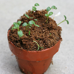 I grew a plant!